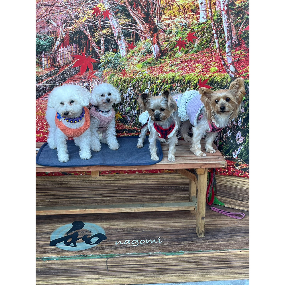 卒業犬モニカちゃんの初旅行♪